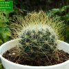 Mammillaria_ rekoi_ ssp. leptacantha (yellow spined form) 01